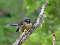 Fantail 2 v.webp