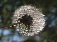 P5098503.webp