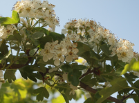 P5098525.webp