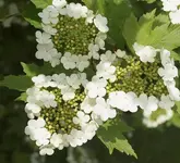 P5118634 drei.webp