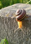 2009-06-09 Schnecke s.jpg