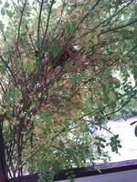 IMAG0221.webp