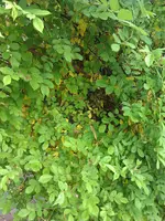IMAG0222.webp