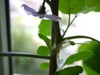 P1080243.webp