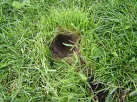 Löcher im Rasen (2).webp