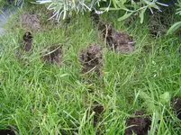 Löcher im Rasen (3).webp