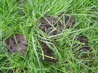 Löcher im Rasen (4).webp