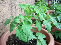 CIMG3790.webp