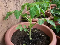 CIMG3791.webp
