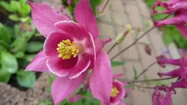 K800_Meine Akeleien (3).webp
