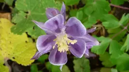 K800_Meine Akeleien (5).webp