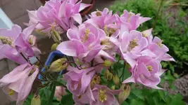 K800_Meine Akeleien (6).webp