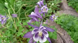 K800_Meine Akeleien (8).webp