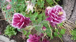 K800_Meine Akeleien (10).webp