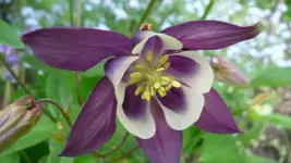 K800_Meine Akeleien (14).webp