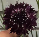 DSC01500 - 2011-05-16 - kornblume violett 1.webp
