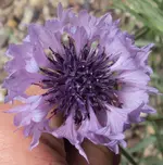 DSC01498 - 2011-05-16 - kornblume lila.webp