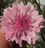 DSC01497 - 2011-05-16 - kornblume rosa.webp