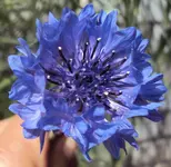 DSC01496 - 2011-05-16 - kornblume blau.webp