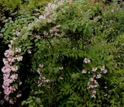 DSC01502- 2011-05-16 - weigelie.webp
