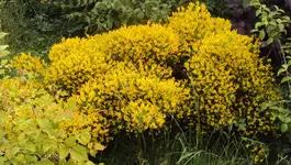 DSC01501 2011-05-16 - ginster.webp