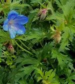 DSC01493 - 2011-05-16 - storchschnabel unbekannt.webp