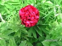 BILD5652.webp