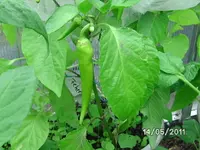 BILD5660.webp