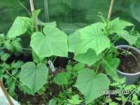 BILD5661.webp
