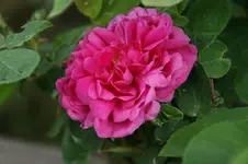 DSC05104.webp