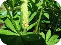 lupinenknospe.webp