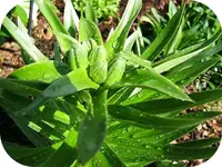 lillienknospen.webp