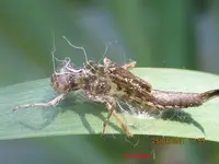 libelle.webp
