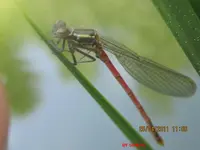 libelle1.webp
