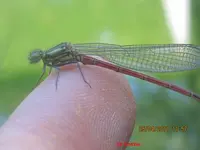 libelle2.webp