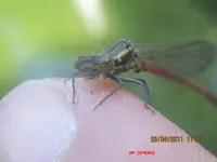 libelle3.webp