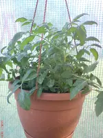 DSC00849.webp