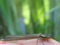 libelle5.webp