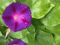 Prunkwinde.webp