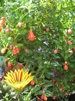 k-IMG_6869 Granatapfel.webp