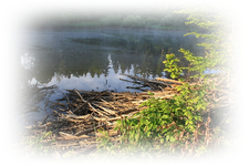 Ansitz 15.05 (14).webp