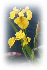 15.05 (6).webp