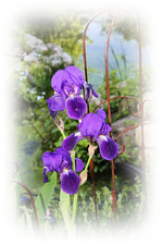 15.05 (15).webp