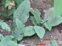 beinwell.webp