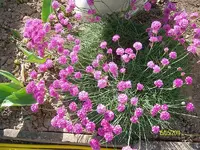 ALIM3079.webp