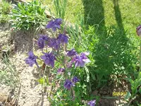 ALIM3081.webp