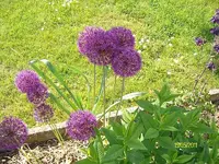 ALIM3082.webp