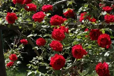 IMG_4037.webp