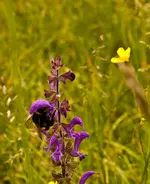 Blüten Kehlheim (5 von 15)z.webp