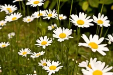 Blüten Kehlheim (7 von 15).webp